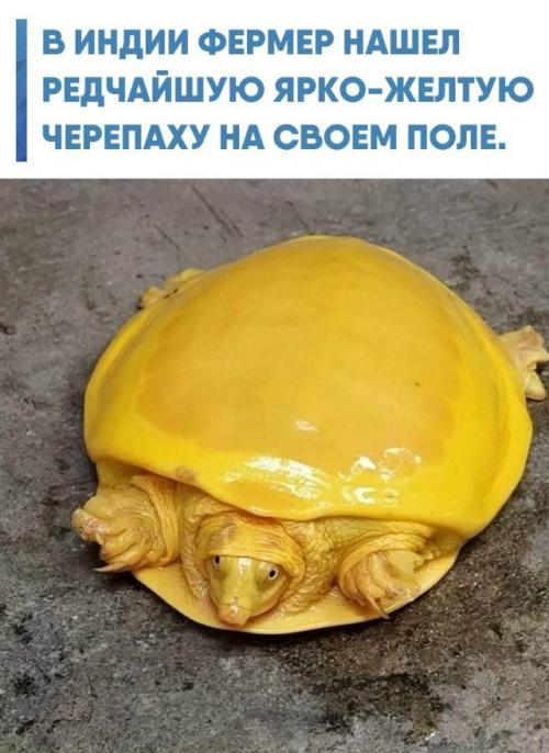 Уникальная рептилия оказалась не представителем отдельного вида, а особью индийской лопастной черепахи с врожденным альбинизмом.  