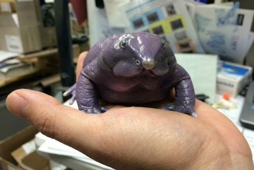Эта амфибия выглядит как раздутый кусок фиолетового пластика, но её странная внешность - прямое следствие эволюционного тупика. 01