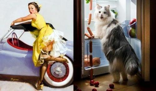 Кошки, позирующие в тех же позах, что и девушки с пинап - плакатов. 05
