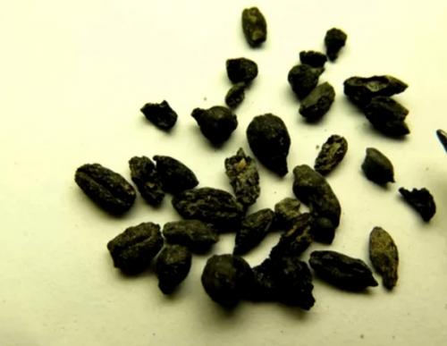 Древние мусорные полигоны Византии Рассказали археологам шокирующие факты о гибели империи. 02