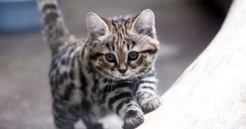 Муравьиный тигр - самый свирепый хищник Африки, прозванный Котом - Терминатором. 02