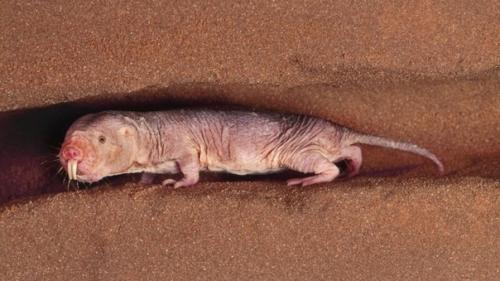 Го лый землеко п - небольшой роющий грызун семейства землекоповых. 01