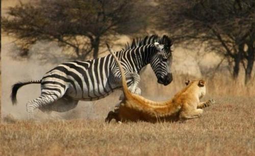 Бескрайняя саванна, тысячные стада полосатых бело - черных копытных, которые несутся по ней в даль в поисках пропитания и воды. 01