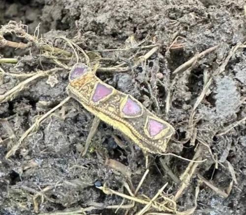 Археологическая Находка VII века: золотая голова ворона с гранатами. 03