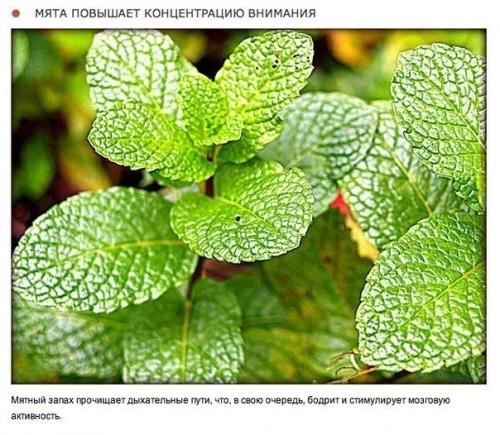 10 природных ароматов, которые меняют настроение. 07