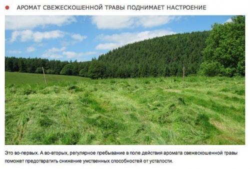 10 природных ароматов, которые меняют настроение. 09