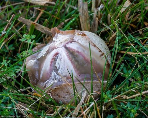 Теперь я точно знаю, откуда была взята идея чужого! 03