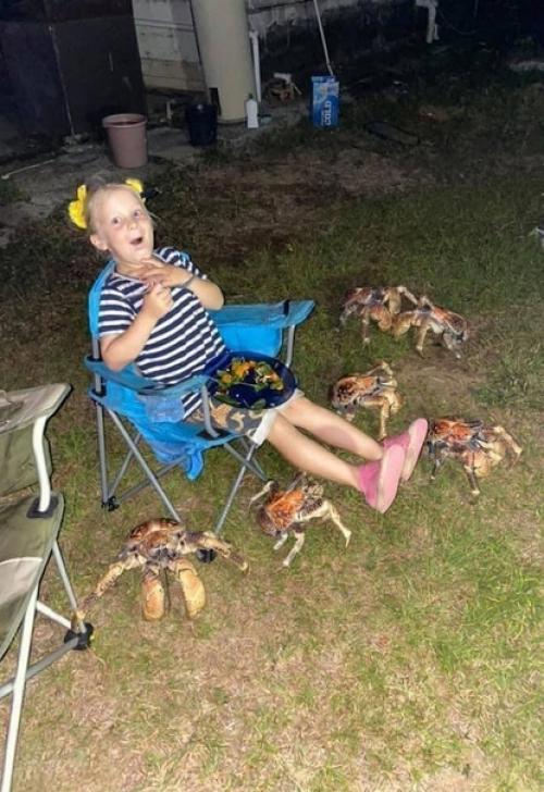 В Австралии одна семья устроила барбекю, но его испортили гигантские кокосовые крабы. 03