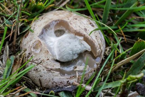 Теперь я точно знаю, откуда была взята идея чужого! 01