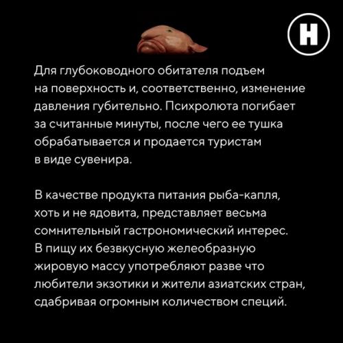 Самая грустная рыба на земле: рыба - капля. 09