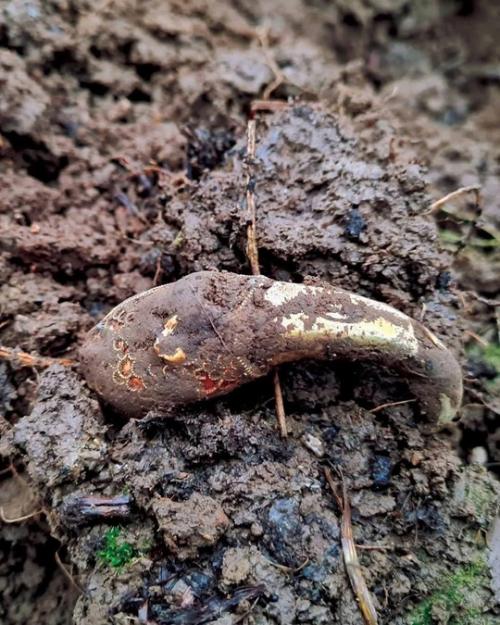 Археологическая Находка VII века: золотая голова ворона с гранатами. 01