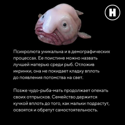 Самая грустная рыба на земле: рыба - капля. 07