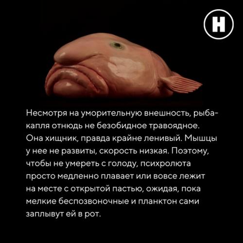 Самая грустная рыба на земле: рыба - капля. 05