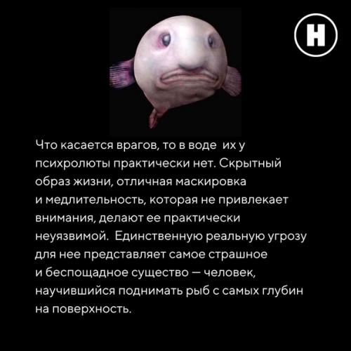 Самая грустная рыба на земле: рыба - капля. 08