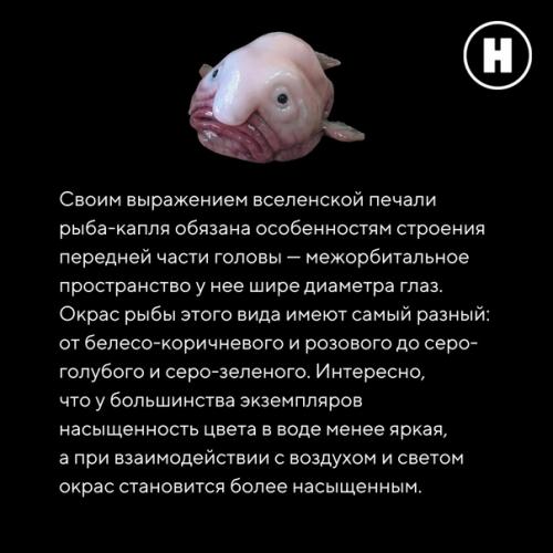 Самая грустная рыба на земле: рыба - капля. 02