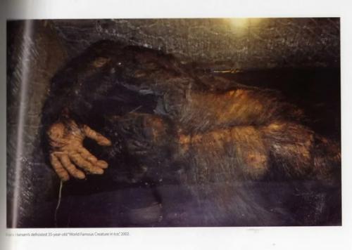 Снежный человек из миннесоты. 04