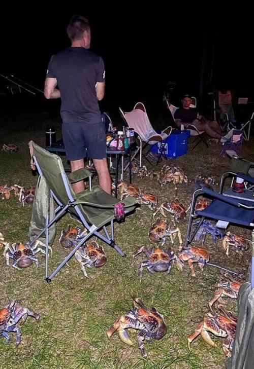 В Австралии одна семья устроила барбекю, но его испортили гигантские кокосовые крабы. 04