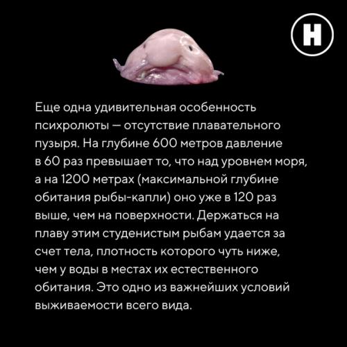 Самая грустная рыба на земле: рыба - капля. 06