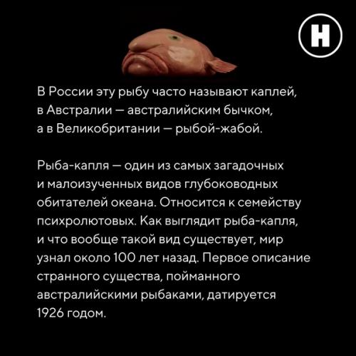 Самая грустная рыба на земле: рыба - капля. 01