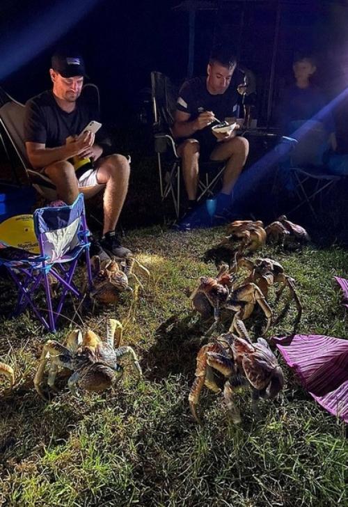 В Австралии одна семья устроила барбекю, но его испортили гигантские кокосовые крабы. 02