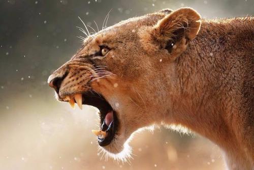 Львы когда-то вторым по степени распространённости видом наземных млекопитающих были.