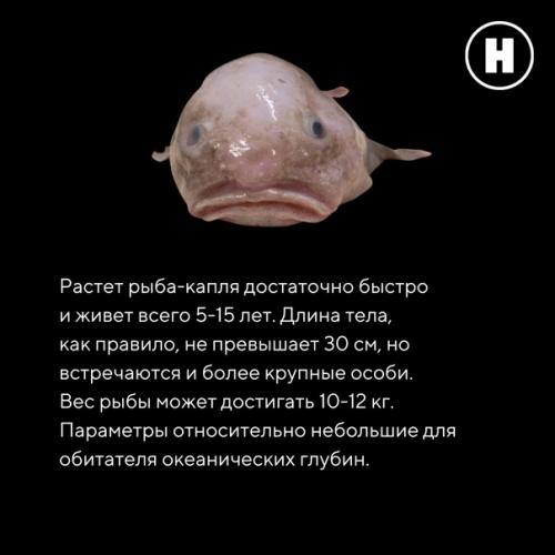 Самая грустная рыба на земле: рыба - капля. 03