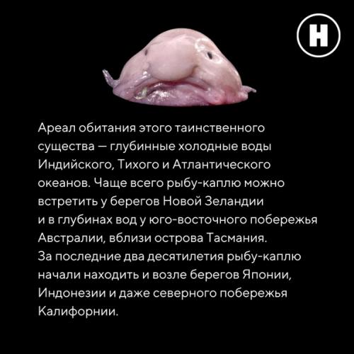 Самая грустная рыба на земле: рыба - капля. 04