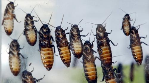 Китай выращивает 6 миллиардов тараканов в год. 01