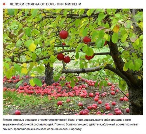 10 природных ароматов, которые меняют настроение. 04