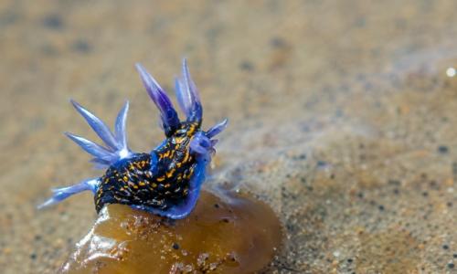 Glaucus Atlanticus, известный как голубой дракон, проводит всю жизнь, дрейфуя у самой кромки воды. 02