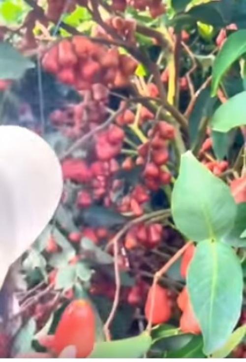 Этот экзотический фрукт как водяное яблоко известен. 01