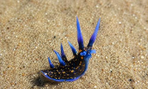 Glaucus Atlanticus, известный как голубой дракон, проводит всю жизнь, дрейфуя у самой кромки воды. 01