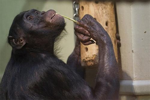 Объяснена способность мозга к предвидению. Объяснена способность мозга к предвидению.