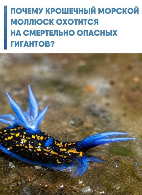Glaucus Atlanticus, известный как голубой дракон, проводит всю жизнь, дрейфуя у самой кромки воды.  