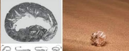 Как люди колесо изобрели? 01