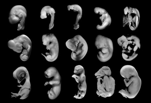 7 сокрушительных провалов палеонтологии. 05