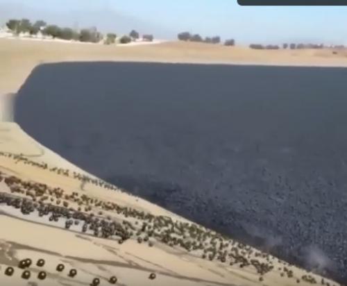 Теневые шарики: эффективное средство для защиты водоемов. 01