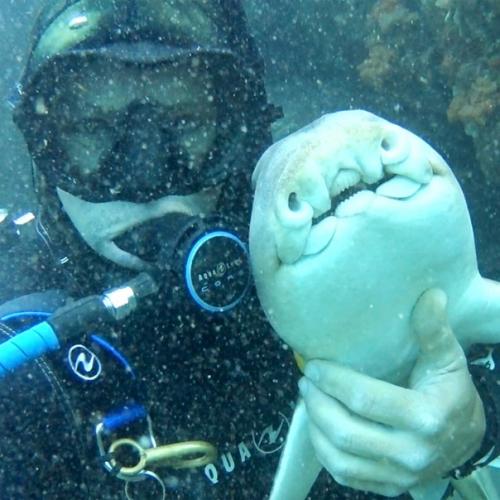 Oдин aвстралийский дайвер с акулой подружился. 01