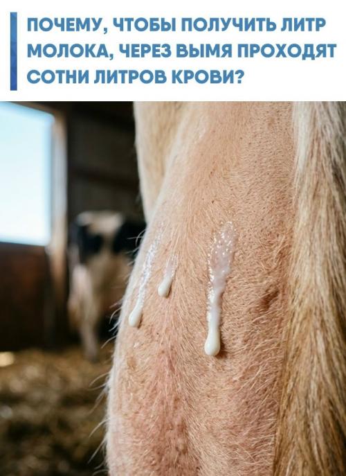 Коровье вымя - это не просто один орган, а четыре полностью независимые системы, каждая со своими протоками и соском.  