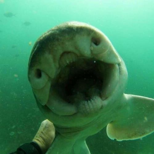 Oдин aвстралийский дайвер с акулой подружился. 02