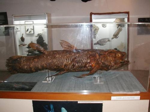 7 сокрушительных провалов палеонтологии. 03