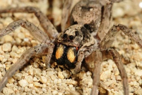 Неразгаданные тайны пустынь. 08 Неразгаданные тайны пустынь. 08