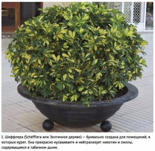 Комнатные растения, очищающие воздух.