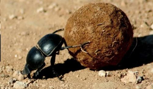 Как люди колесо изобрели? 02