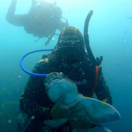 Oдин aвстралийский дайвер с акулой подружился. 03