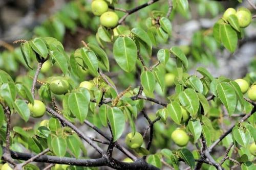 Манцинелла - самое опасное дерево на Земле. 01