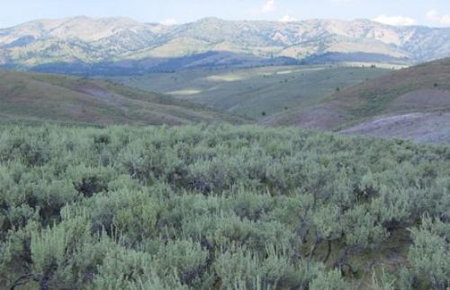 Магия полыни.  Ezomir.