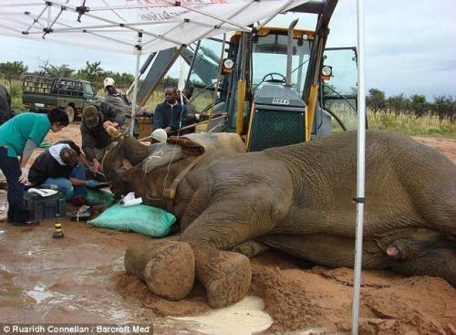 Настоящий айболит.  Герхард стинкамп - стоматолог для животных. 05