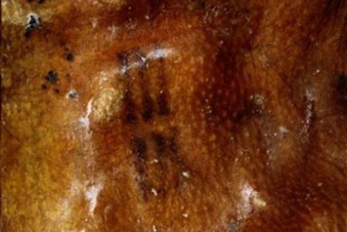 Кто такой эци - ледяной человек. 02 Кто такой эци - ледяной человек. 02