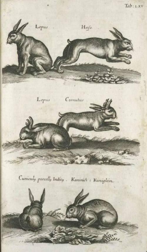 Йоаннес йонстонус (1603-1675) был ученым, специализировавшимся на флоре, фауне, медицине и некоторых других предметах. 05